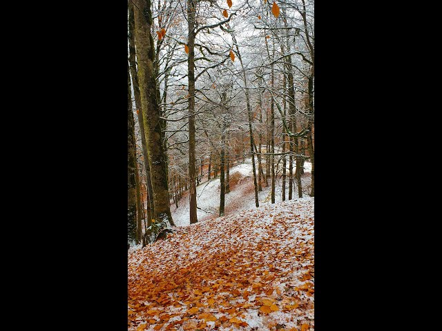 #shorts #snow #fall Autumn's first snowfall