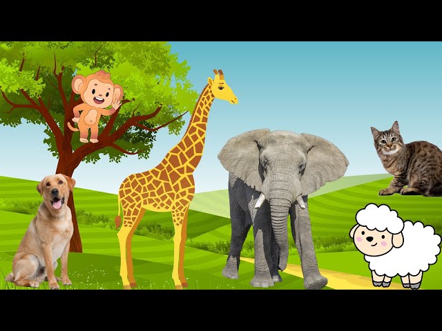Funny animal sounds - Elephant, cat, dog, monkey, sheep - Familiar animals
