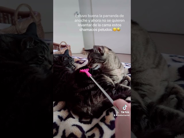 Mis Gatos Por La Mañana | Sandy Bella