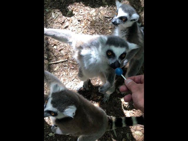 Lemurs Love Lollipops