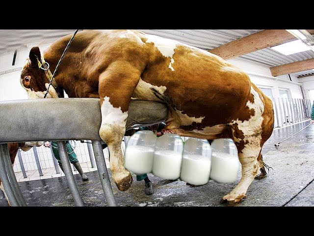 LIVE!!! I Was Shocked! Pretty Girls On The Dairy Farm, Big Farm Machines, Hoofs Trimming, Milking