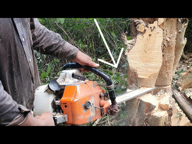 Incredible Strychnine Tree Felling With Chainsaw STIHL MS 070 Wood Cutting Machine