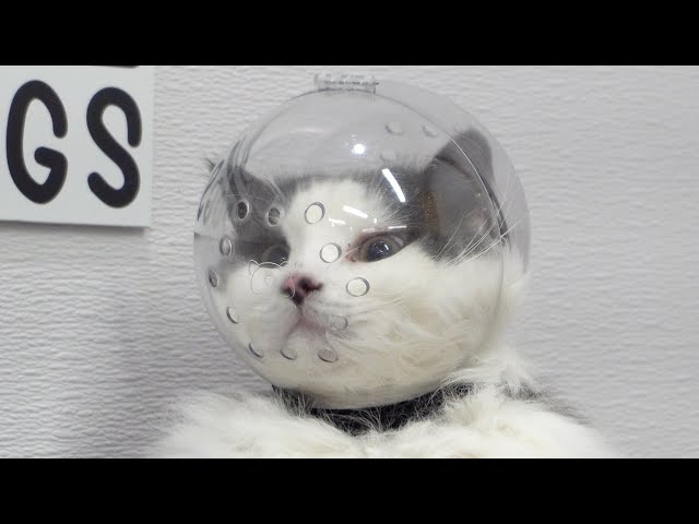 This chubby cat is ready for lift off | Astrocat