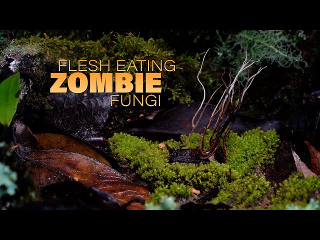 Flesh eating zombie fungi - with Stephen Axford and Catherine Marciniak