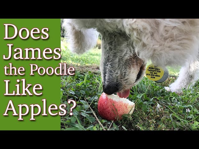 Does James the Poodle like Apples?