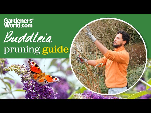 PRUNING buddleia | Cutting back a butterfly bush