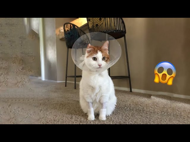 Funniest Cats 2024 🤣 Best Funny Cats Videos Of The week 😻14