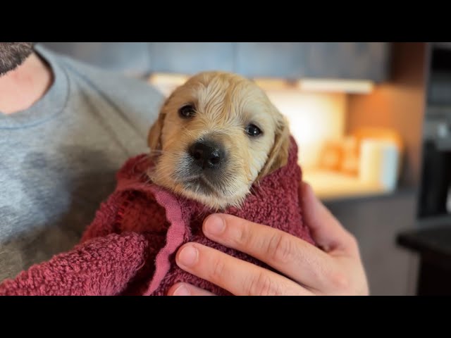 Golden Retriever Puppy Leo Bathing For The First Time