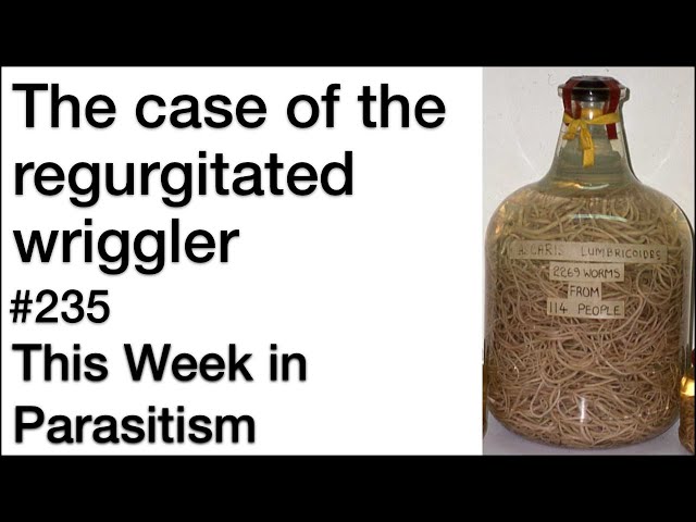 TWiP 235: The case of the regurgitated wriggler