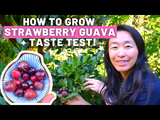 How to grow Strawberry Guava + Taste test | Backyard Foodforest | Delicious, hardy and disease-free!