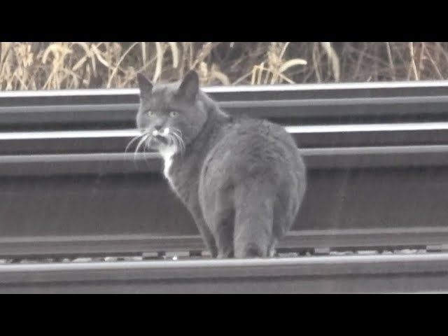 Cat Crosses Tracks w Train Coming + BONUS