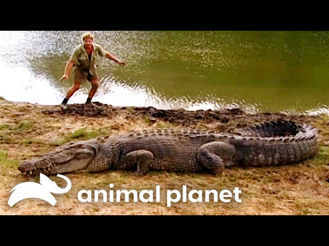 Steve’s Wildest Croc Encounters | The Crocodile Hunter | Animal Planet
