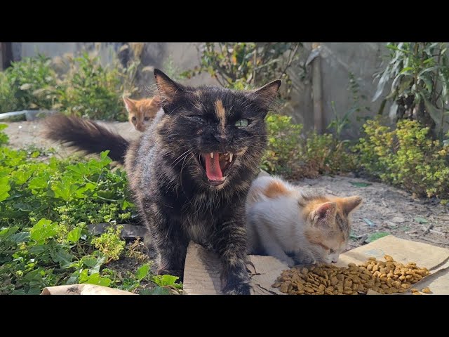 Mother cat attacks me to protect her kittens.