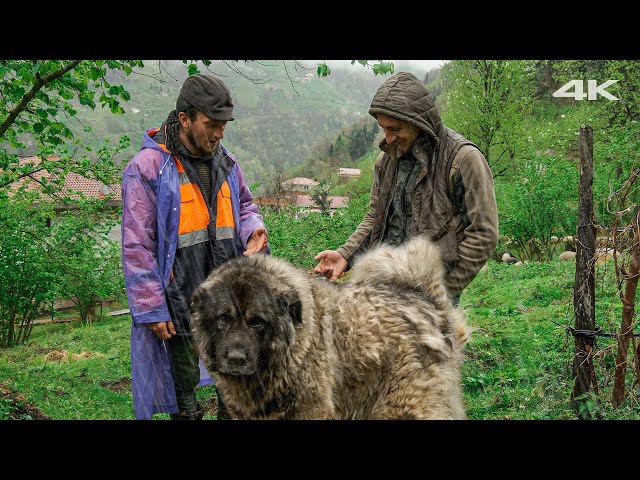 Rainy Day of the Shepherds (Shepherd Dog; Taurus) | Documentary ▫️4K▫️