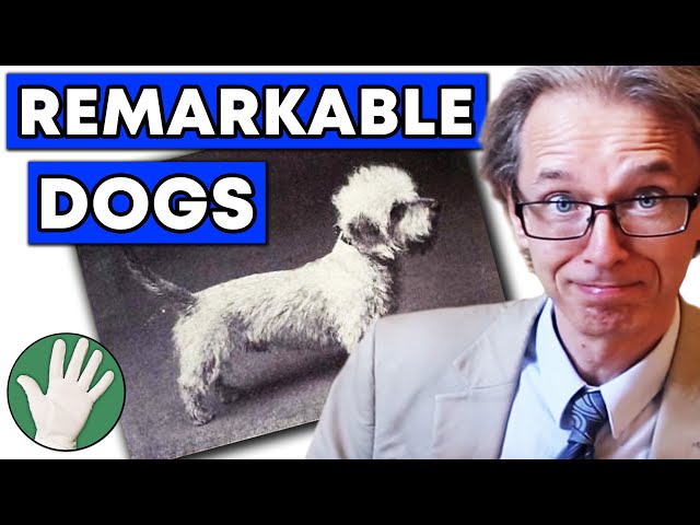 Remarkable Dogs - Objectivity 87