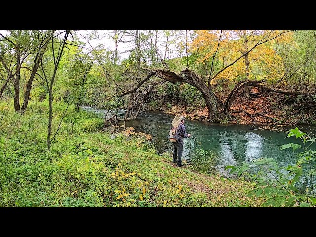 Fly Fishing a Small Stream in the Driftless (Day 2)