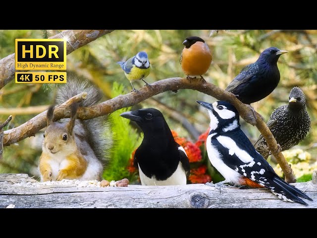Nature Window: Funny Chirping Birds and Cute Squirrels 😽 TV for Cats and Dogs🐕  8 hrs 4K HDR
