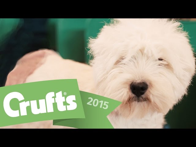 Best of Breed - West Highland White Terrier and winner's interview | Crufts 2015