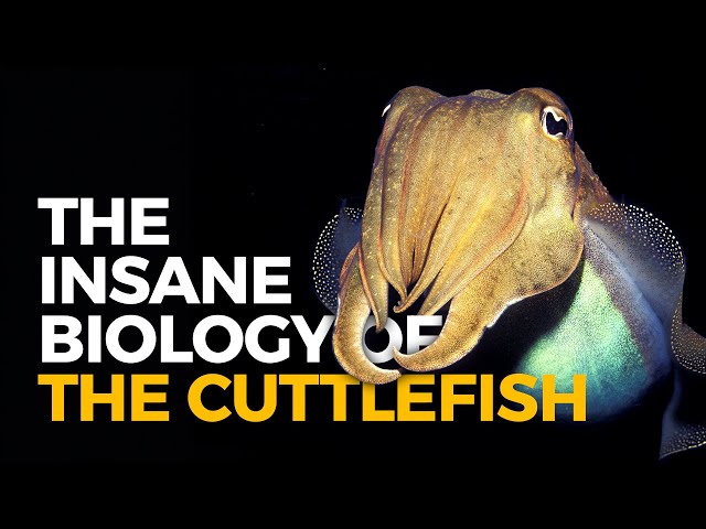 The Insane Biology of: The Cuttlefish