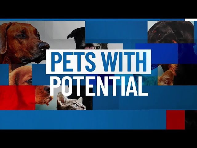 Pets with Potential: Meet Felix, Schmitt, and Starr