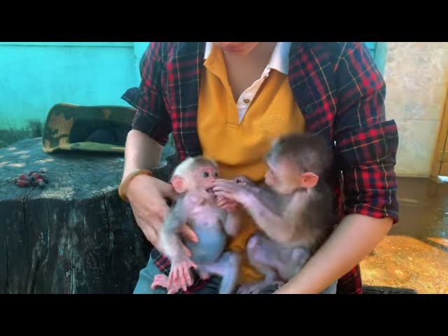 Summary of 120 days helping 2 baby monkeys lost in the forest. Harvesting and taking care of monkeys