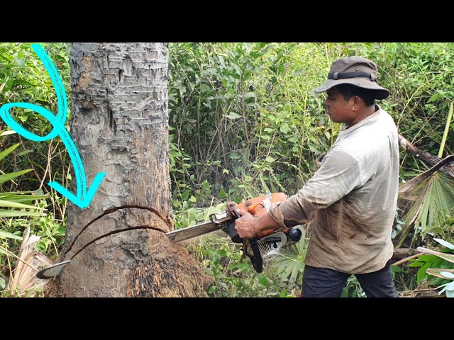 Palm Tree Felling And Sawing Process Skills With Chainsaw STIHL MS070 Wood Cutting Machine