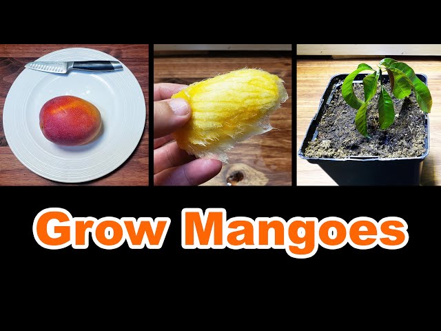 How To Grow A Mango Tree From Seed