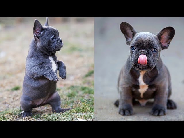 Cutest French Bulldogs - Funny and cute French bulldog Compilation # 2| 2019