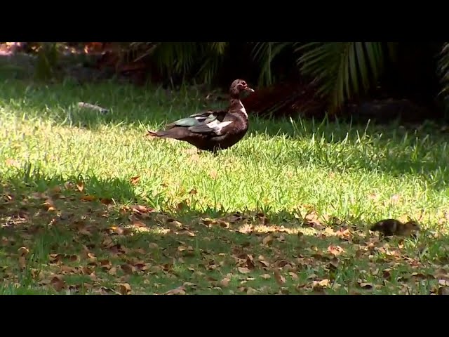 Residents concerned after several dead ducks found at North Miami neighborhood