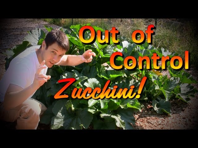 The Best Organic Fertilizer for Plants (Part 3) |  How to Grow Huge Zucchini