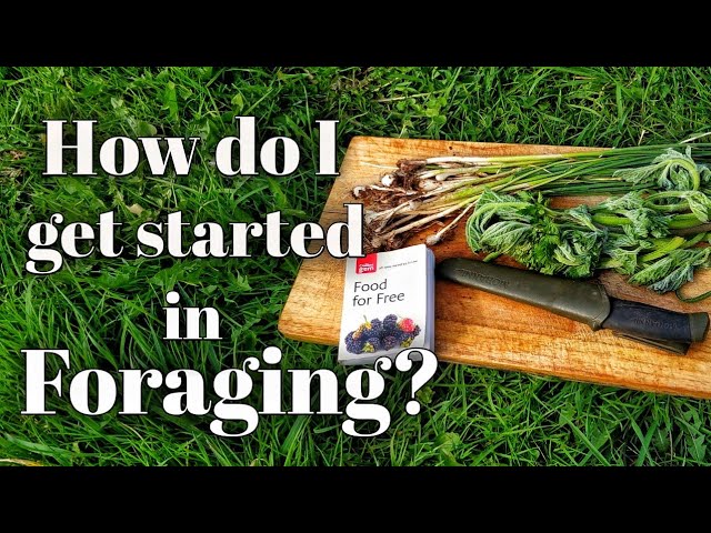 How do I get started in Foraging?