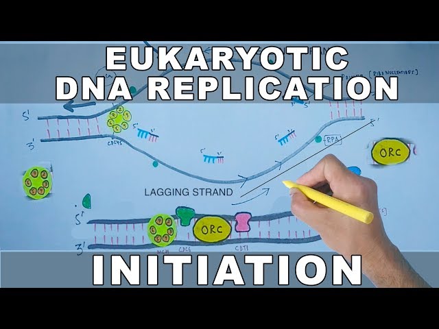 DNA Replication In Eukaryotes | Initiation