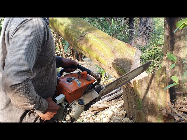 Kapok Tree Felling With Chainsaw STILH MS 070 Wood Cutting Machine