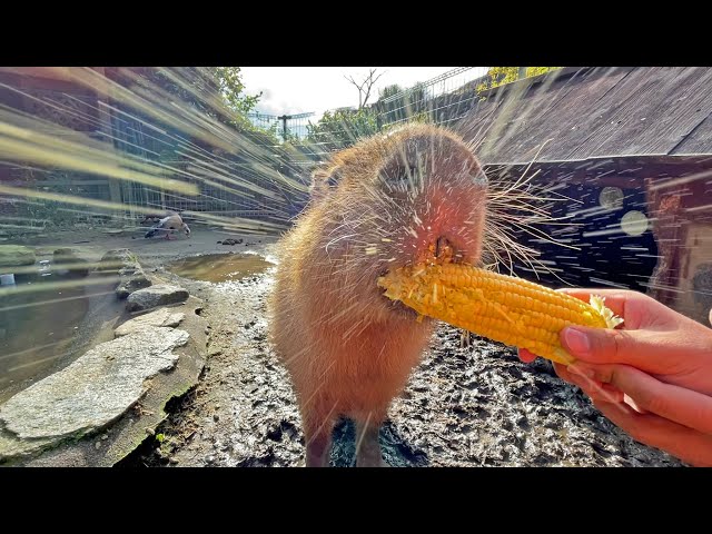 Capybara eat corn ASMR