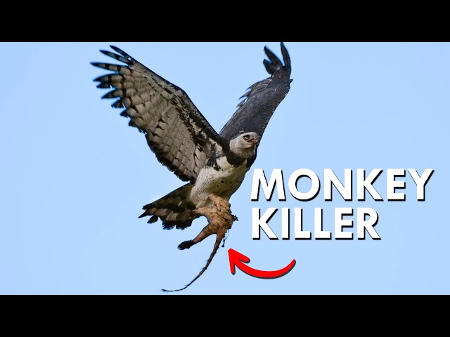 Harpy Eagles Snatch Monkeys Right Out Of The Trees