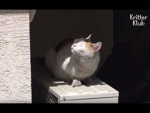Cat Pleads For Lady To Adopt Her While Waiting Outside The Window Every Day | Kritter Klub