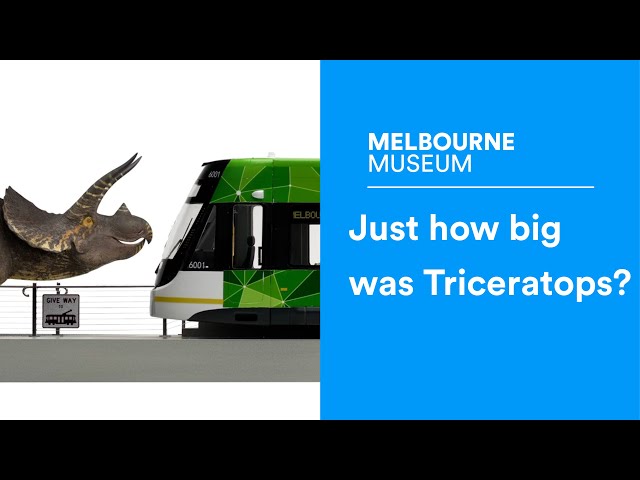 Just how big was Triceratops?