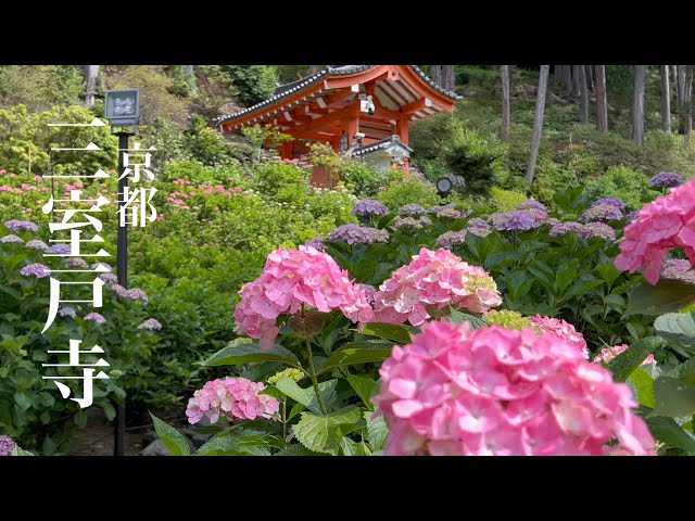 2022年6月13日 京都 あじさい寺 三室戸寺を散策 Walking around Mimuroto-ji Temple 【4K】
