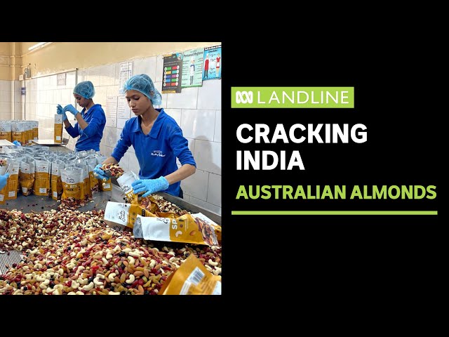 Australian almonds provide key ingredient to India's culture | ABC News