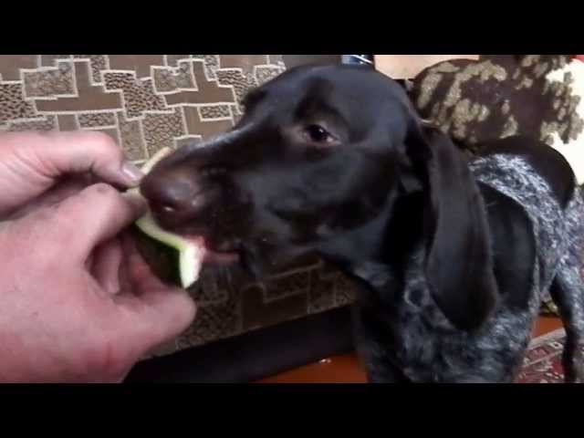 Dog eats watermelon / Собака ест арбуз / Sunim ļoti garšo arbūzs