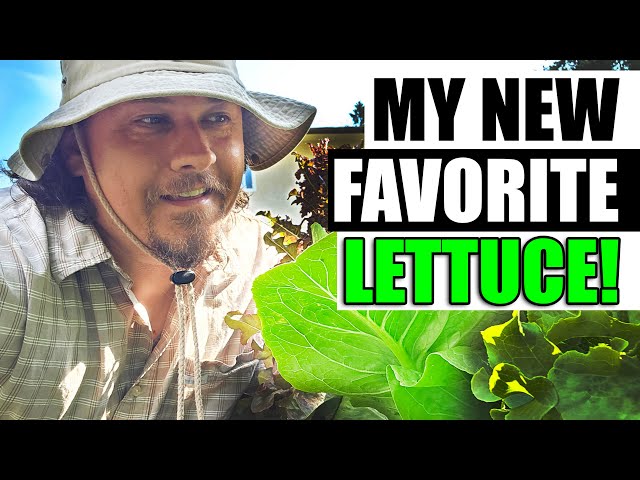 My New Favorite Lettuce - Garden Quickie Episode 160
