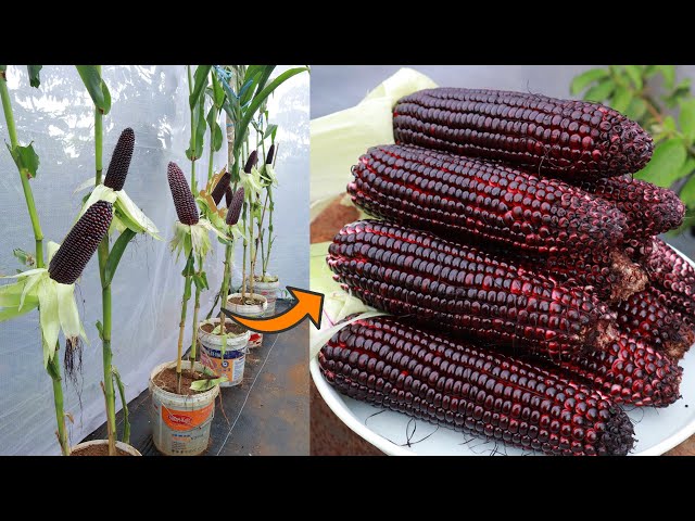 Growing special corn varieties with purple color - black corn - sweet fruit