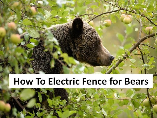 How To Electric Fence for Bears