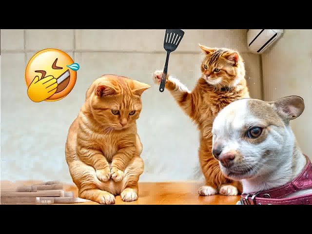 Cute animal Videos That You Just Can't Miss😪😺Part 10