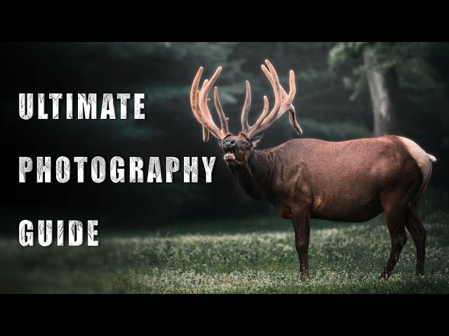 Only Video You Need To Find Elk In Pennsylvania | Wildlife Photography