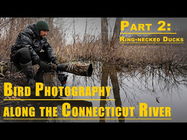 Bird Photography along the Connecticut River | Part 2: Ring-necked Ducks with the Nikon Z 9