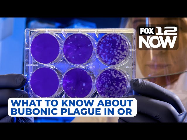 What to know about bubonic plague in Oregon