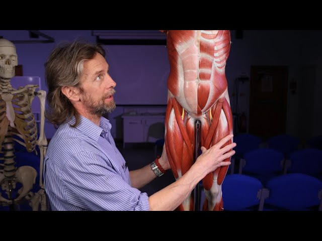 Skeletal muscle anatomy introduction