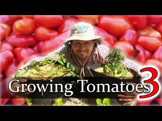 How To Plant Tomatoes - The Definitive Guide For Beginners Part 3