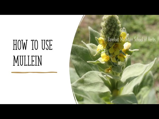 Mullein - Making and Using Herbal Medicine
